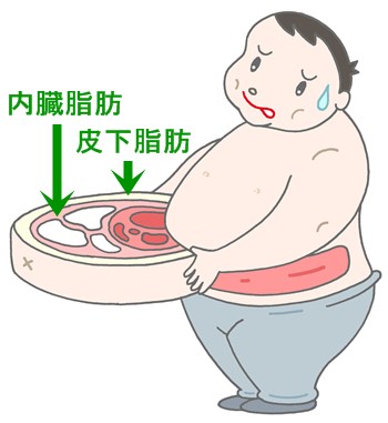 皮下脂肪と内臓脂肪