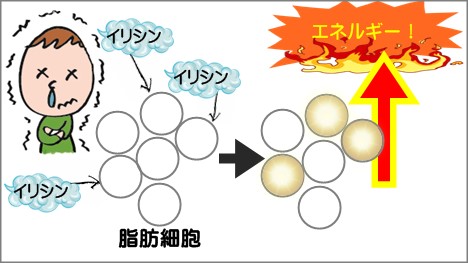 寒さに震えると代謝アップ