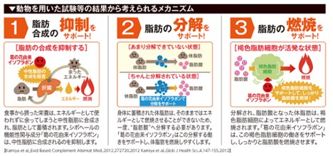 葛の花イソフラボン作用機序