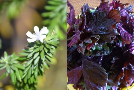 ロズマリン酸が多い植物