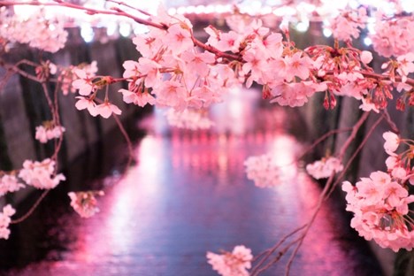 夜桜